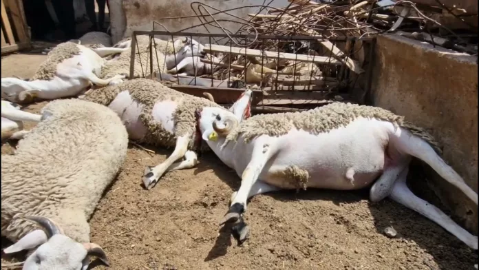 Moutons à Berrechid : Mort massive